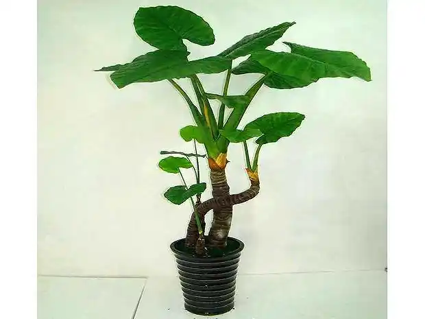 滴水观音(滴水观音有毒吗)