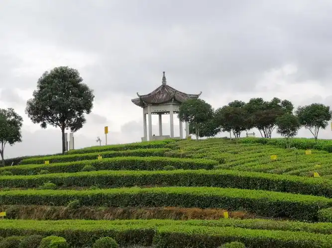 景区茶园面积8万余亩,其中核心区块面积3000余亩,区内丘陵连绵,景色