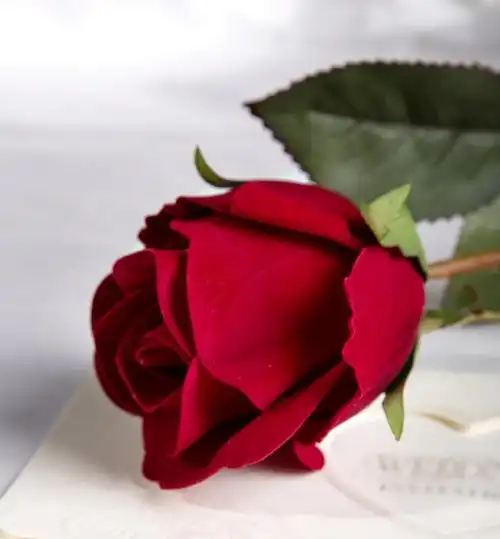 美篇好声音《新女人花》