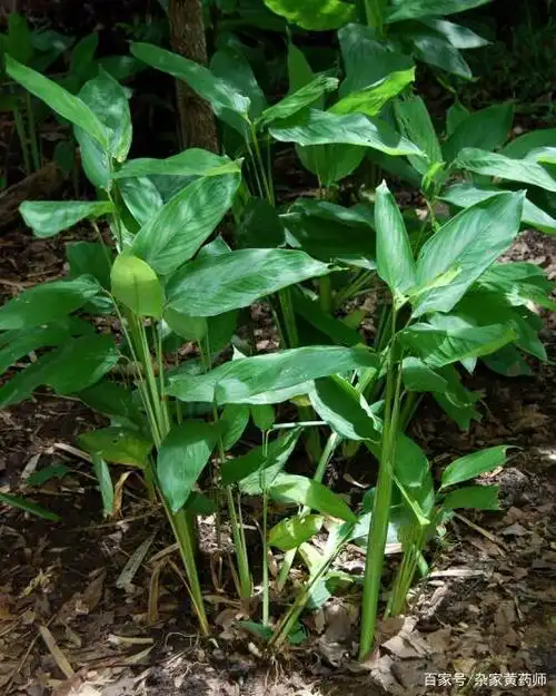 野生竹芋整体外观