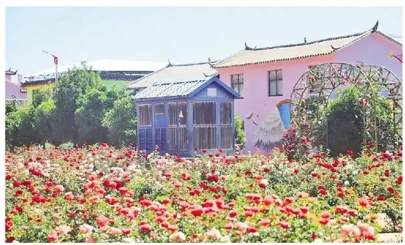 七河玫瑰小镇花开正当时