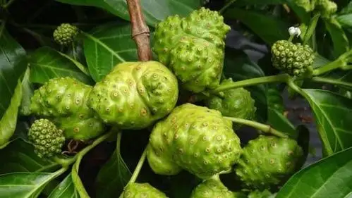 请问各位大神这是什么果子?