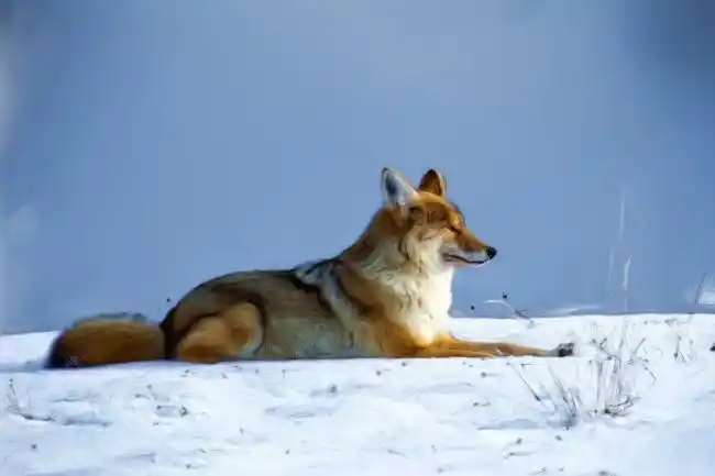 星空下的狼嚎图片时间:08-06狼嚎剪影图片时间:08-06银狼肖像图片时间