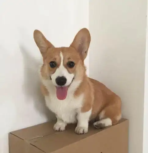 都喜欢肥肥的狗,所以柯基就成为了比较热门的犬种,但是小短腿柯基的10