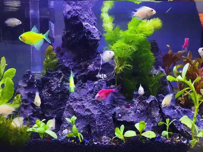 30cm鱼缸萌新造景