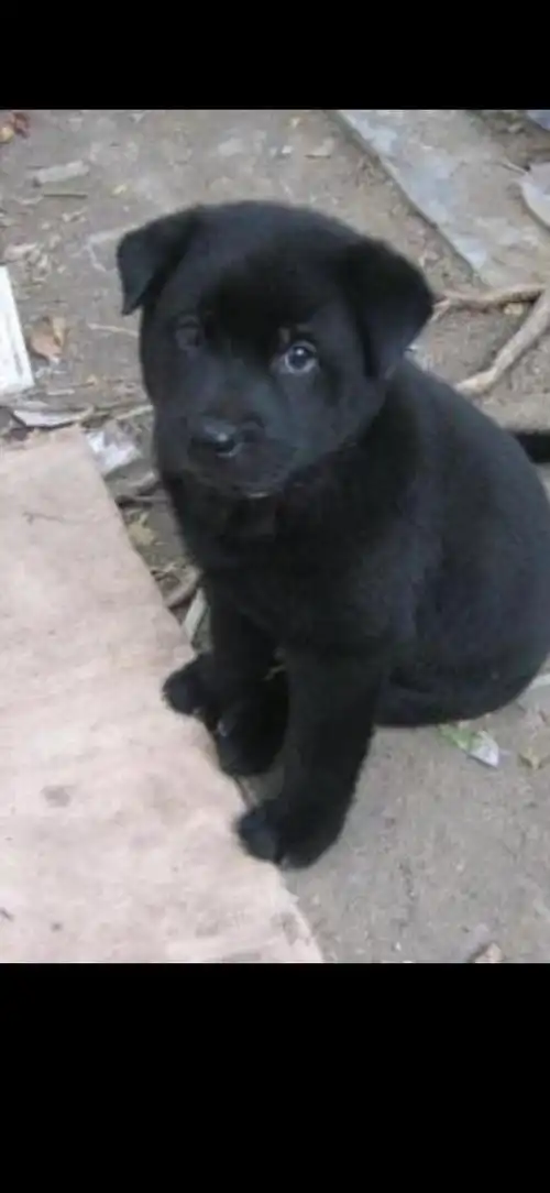 【往事回忆】黑狗