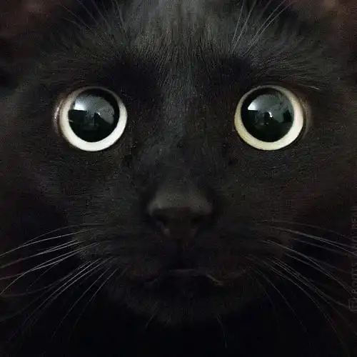 小猫咪能有什么坏心思呢孟买猫