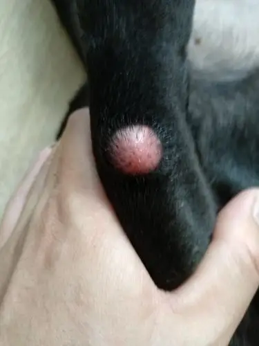 发现有一个月了,不连骨头,是在皮肤上,不滑动.很硬.有长大趋势.