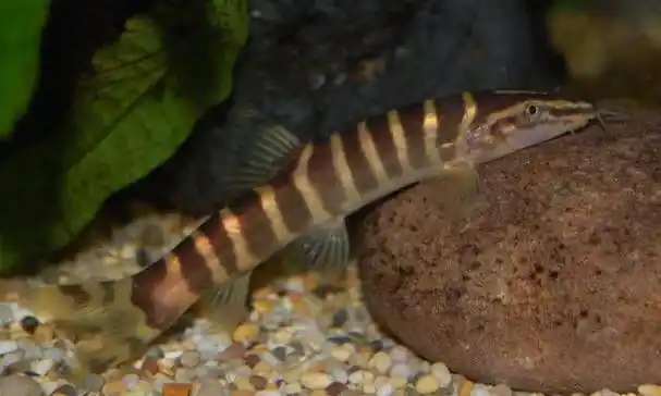 观赏鱼之——沙鳅
