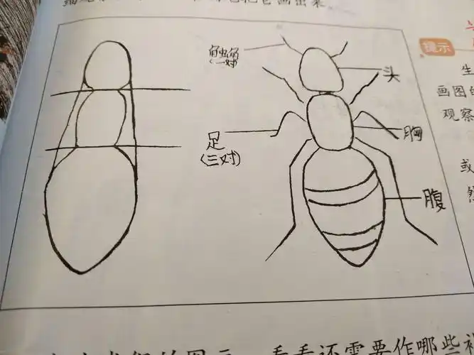 蚂蚁示意图