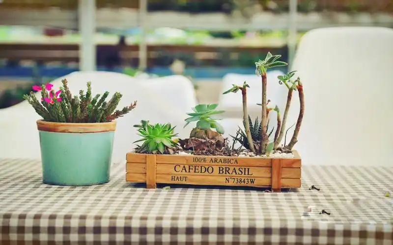 绿色盆栽,高清图片,电脑桌面-壁纸族