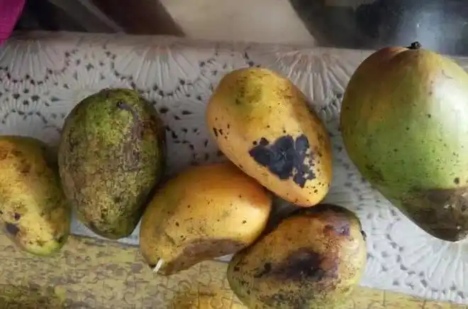 芒果坏了还能吃吗?果农告诉你答案看芒果不能只看表面啊!_网易订阅