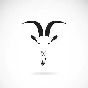 矢量图像的白色背景上的羊头照片