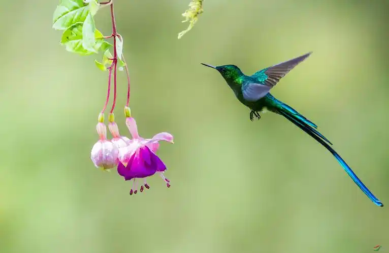长尾蜂鸟长尾蜂鸟荣获首页精华