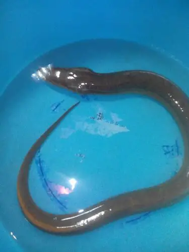 哪位见过跟黄鳝一模一样,但一呼吸头像三角形,颜色个头都不像,只形状