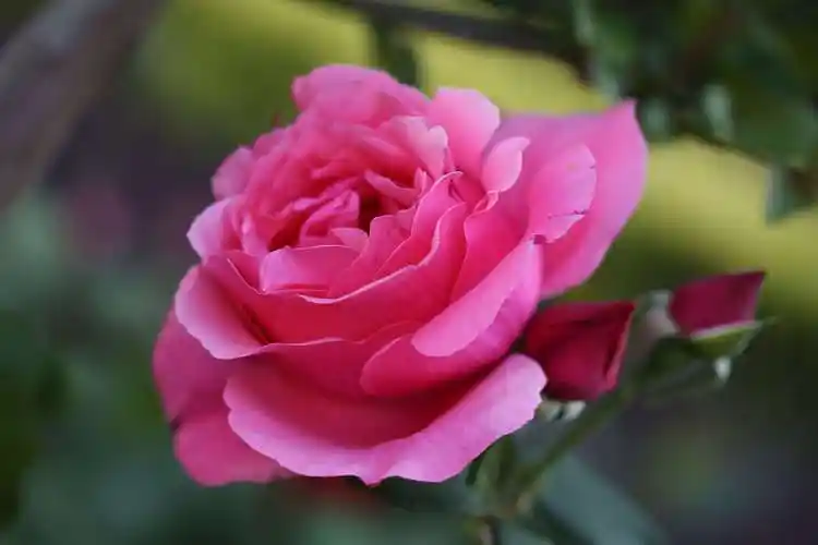 色彩斑斓的月季花