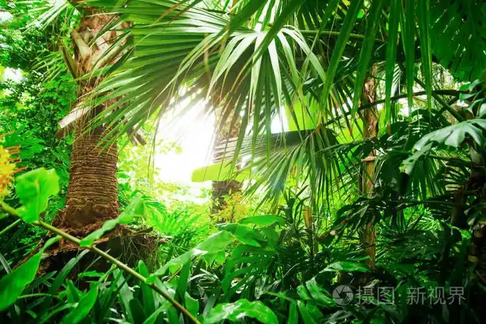 来自丛林的美丽的异国植物. 绿叶. 热带壁纸背景照片-正版商用图片16k