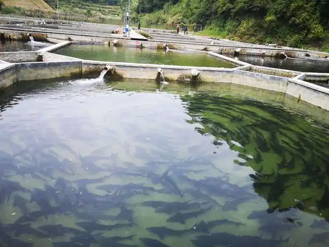 中华鲟养殖严业