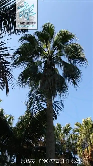 p>大丝葵(学名: i>washingtonia robusta /i> h. wendl.