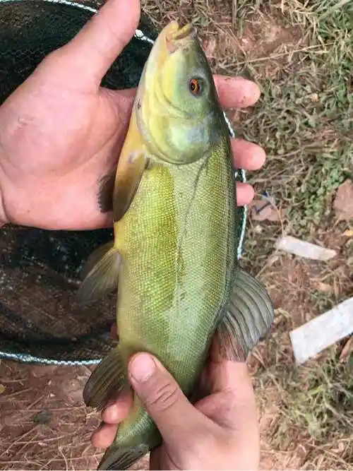 时隔数年,再到滇池钓鱼,钓到一条金色陌生鱼,是清污鱼?