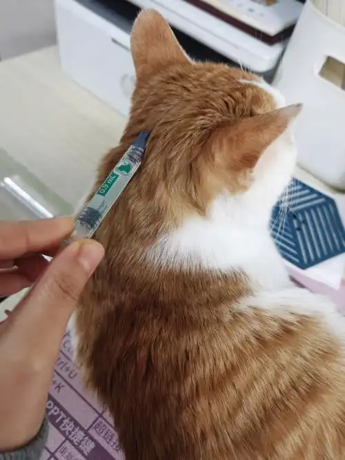 猫咪驱虫日