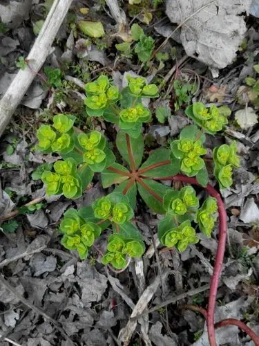 请问这是什么植物