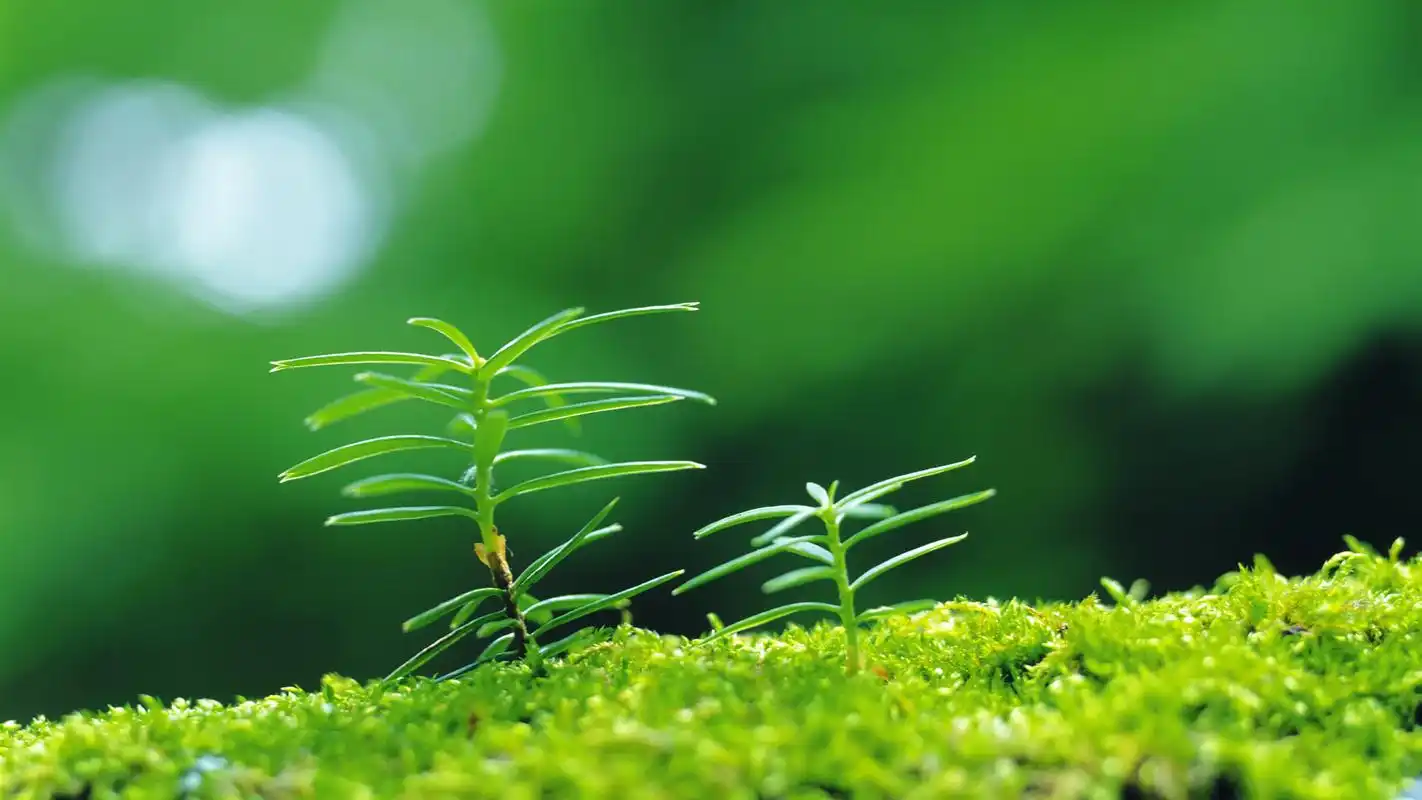 小清新绿色护眼植物高清宽屏壁纸