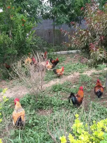 旺旺农家大院体验不一样的生活乐趣