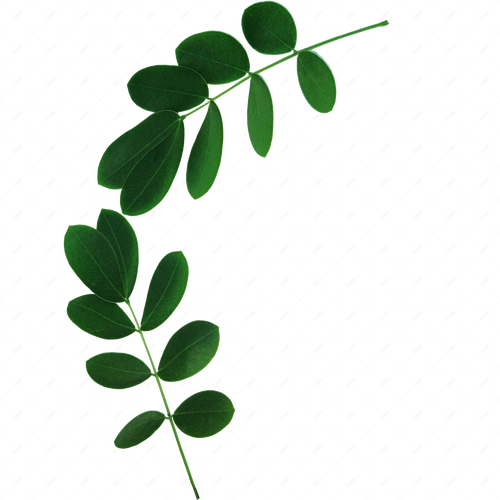 深秋深绿色小树叶椭圆形可爱小清新png