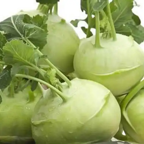 新鲜蔬菜苤蓝撇了疙瘩菜芥菜头泡菜59斤年货礼盒5斤