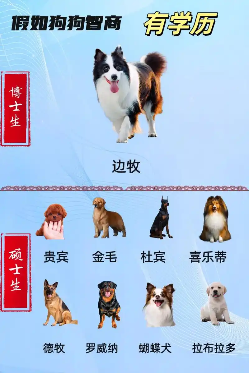 狗狗智商大排名,快来看看你家狗狗啥学历.