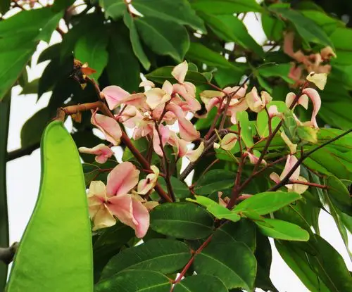 18.仪花,又称假格木,红花树,苏木科乔木