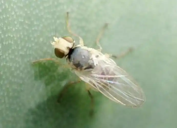 【种植宝典】潜叶蝇难防难控?别急,这几招给你搞定!_手机搜狐网