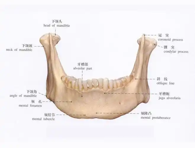 改善下颌角线条选择磨骨还是截骨?护理方面有什么需要注意的?
