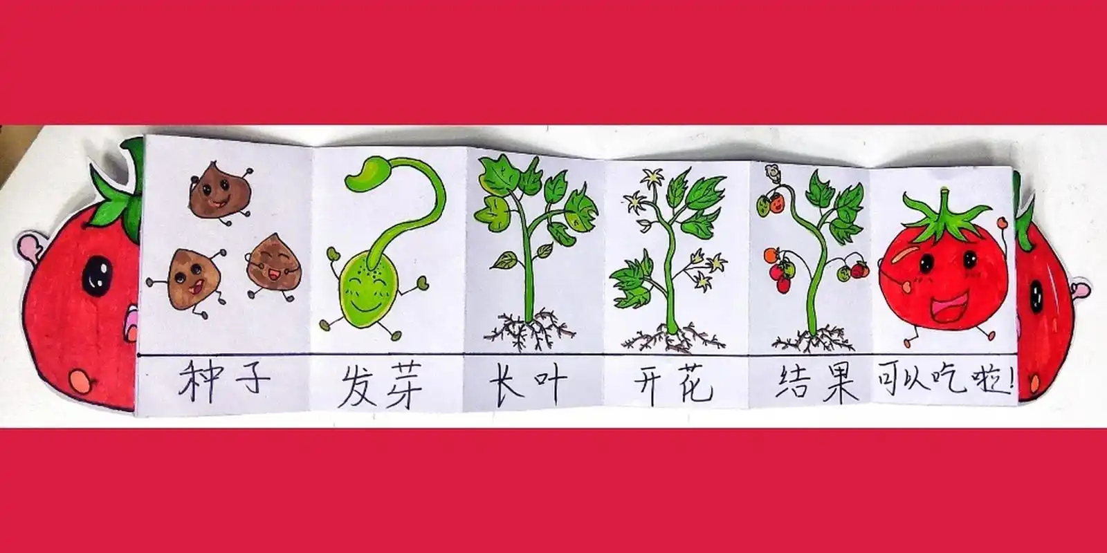 图266 西红柿封面 图366 种子     图466 发芽     图5