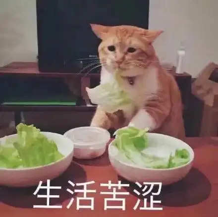 生活苦涩(猫咪吃菜表情包)_猫咪_吃菜表情