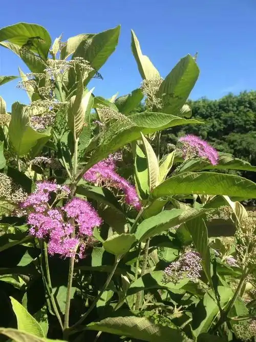 海南白沙县牙叉宏福裸花紫珠购销经营部