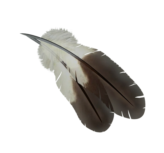 黑色羽毛图片大全