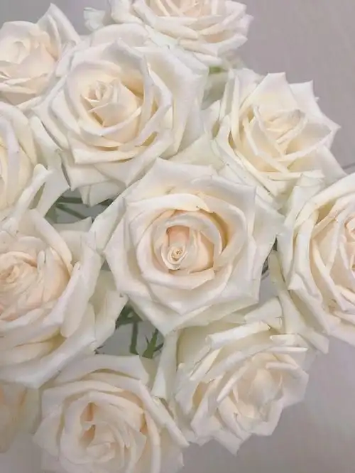 芬得拉我心中的白月光玫瑰心头好