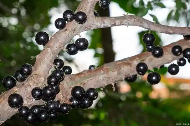 嘉宝果,这个水果大家是否听说过,一种美味的水果,以其独特的外观和