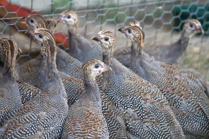六周老珍珠鸡珍珠鸡照片-正版商用图片036d4h-摄图新视界