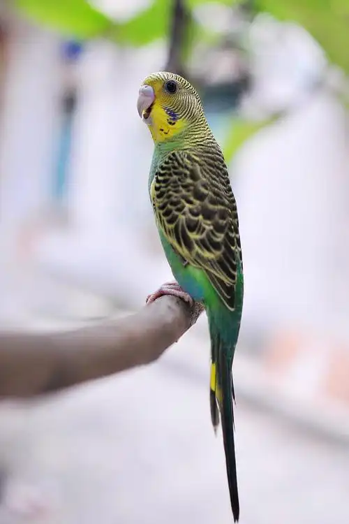 鹦形目鹦鹉科虎皮鹦鹉属虎皮鹦鹉绿