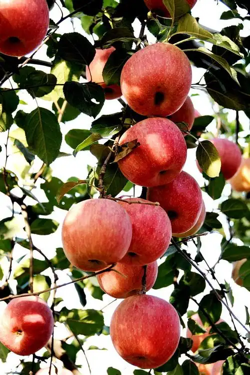 2008年秋去北京看女儿,在去往北京天池山游玩的路上,看到满园的