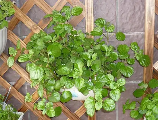 常春藤该怎么去种植才好看