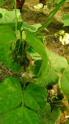 请问老师我的芸豆什么病,怎样冶,叶脉发黑死亡.谢谢