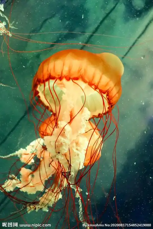 水母摄影图__海洋生物_生物世界_摄影图库_昵图网nipic.com