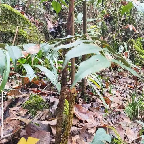 遵义凤冈县 大量出售野sheng土黄连.贵州深山纯野sheng土黄连