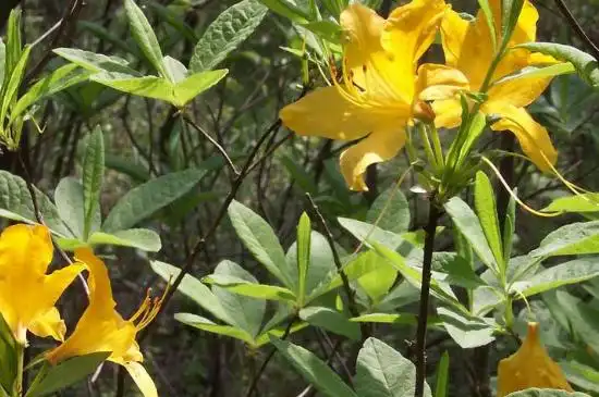 闹羊花怎么栽培