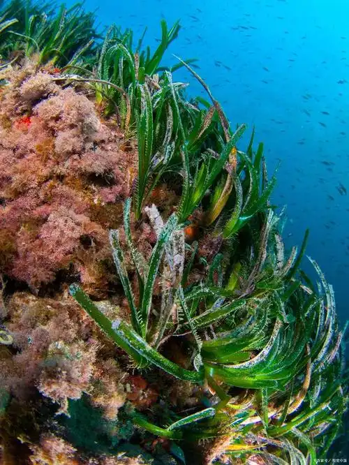 海草是一种生长在海洋中的植物