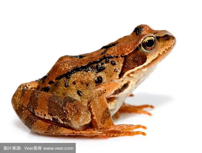 棕色青蛙